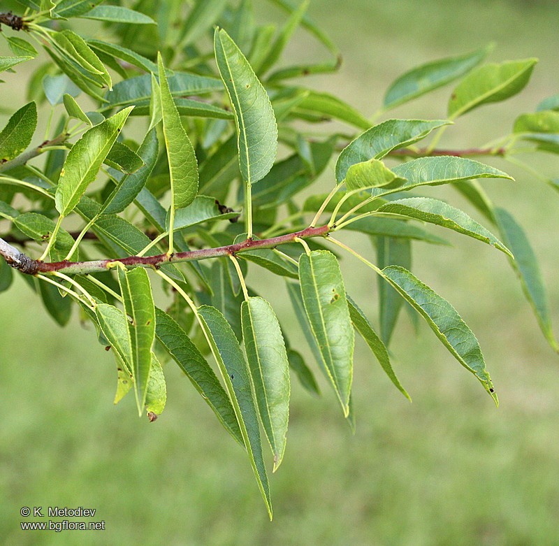 Amygdalus communis