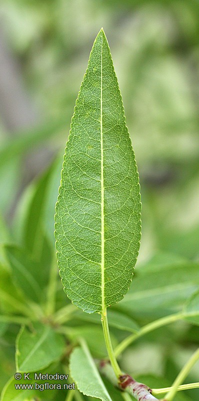 Amygdalus communis