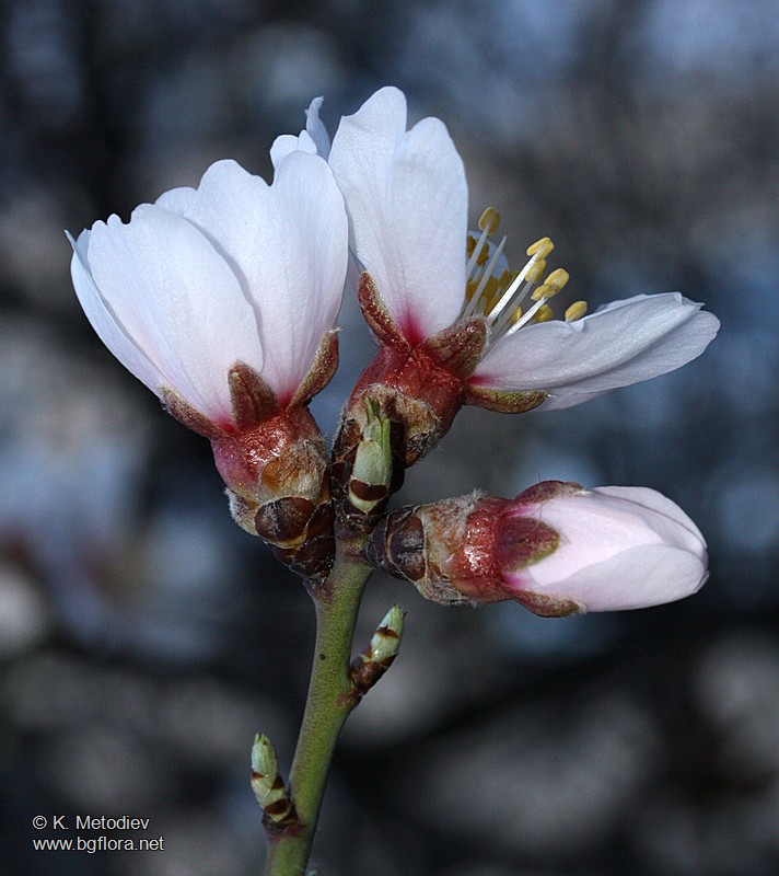 Amygdalus communis