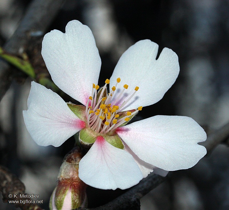 Amygdalus communis