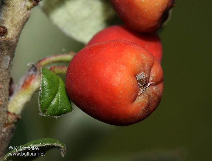 Cotoneaster integerrimus