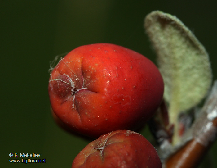 Cotoneaster integerrimus