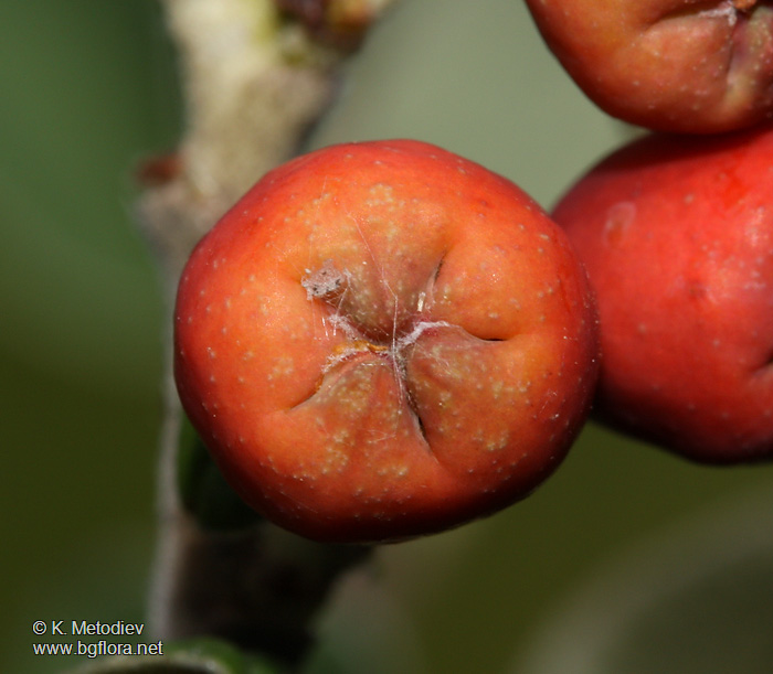 Cotoneaster integerrimus