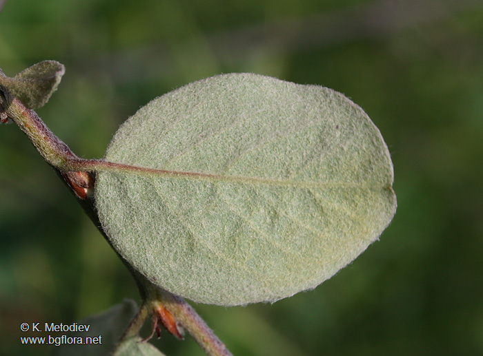 Cotoneaster integerrimus