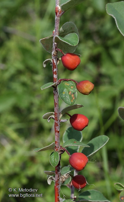 Cotoneaster integerrimus
