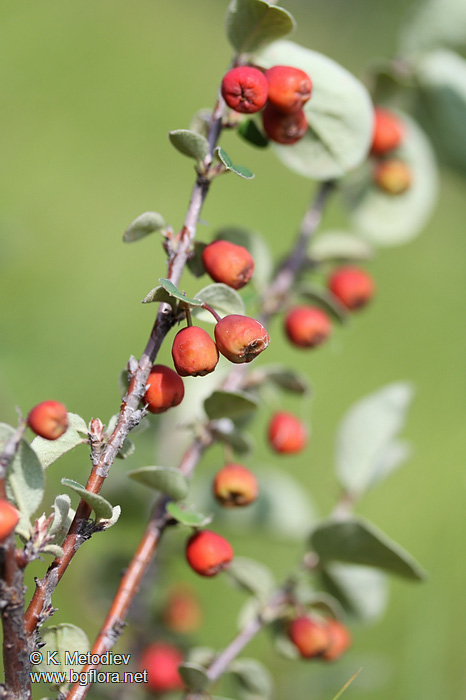 Cotoneaster integerrimus