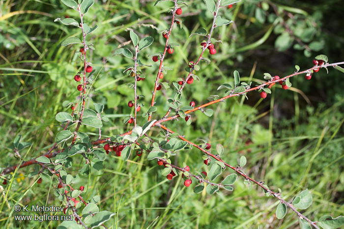 Cotoneaster integerrimus