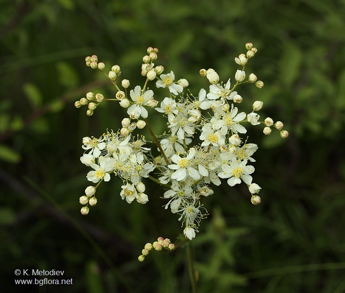 Filipendula vulgaris