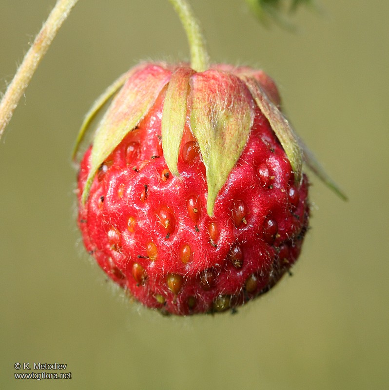 Morango Verde Fragaria viridis - picture 11 - The Bulgarian flora online