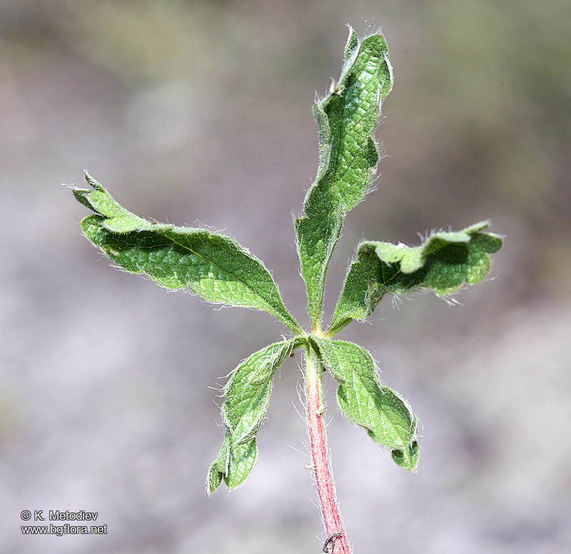 Potentilla astracanica