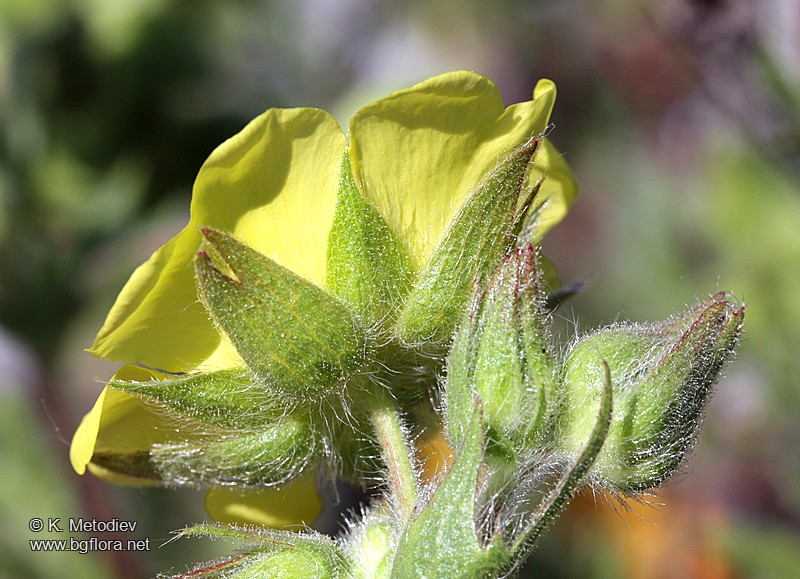 Potentilla astracanica