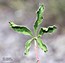Potentilla astracanica