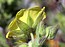 Potentilla astracanica