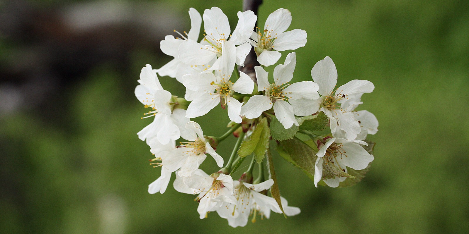 Череша (Prunus avium) - Българската флора онлайн