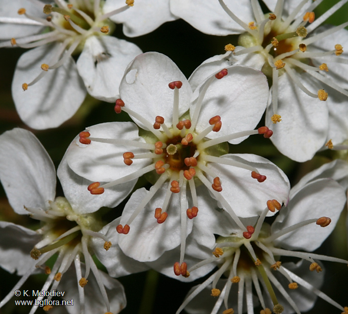 Prunus mahaleb