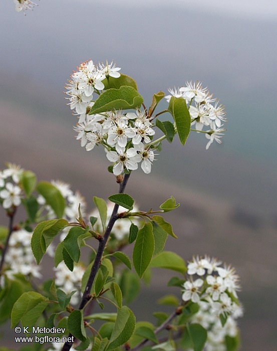 Prunus mahaleb