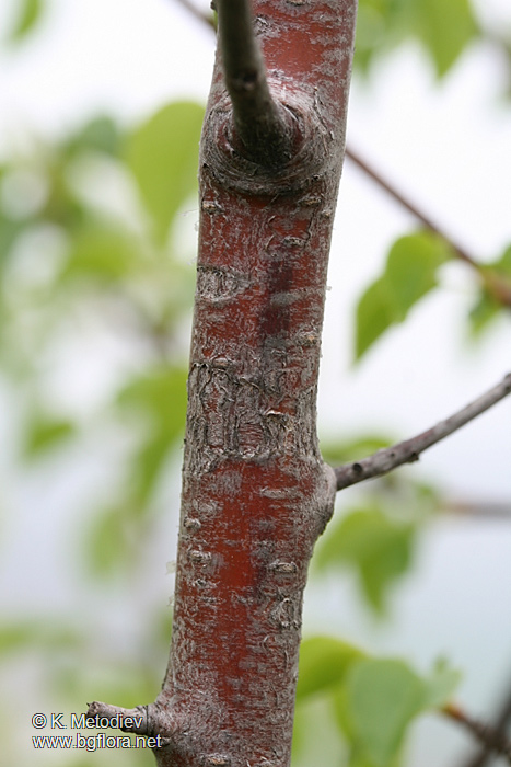 Prunus mahaleb