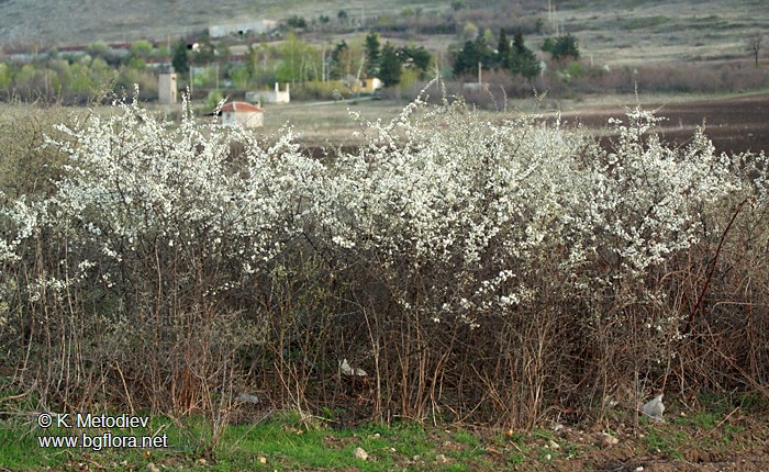 Prunus spinosa