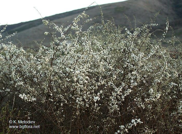 Prunus spinosa