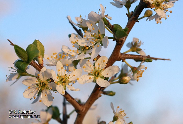 Prunus spinosa