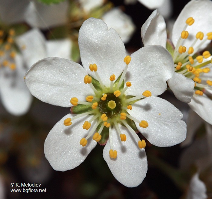 Prunus spinosa