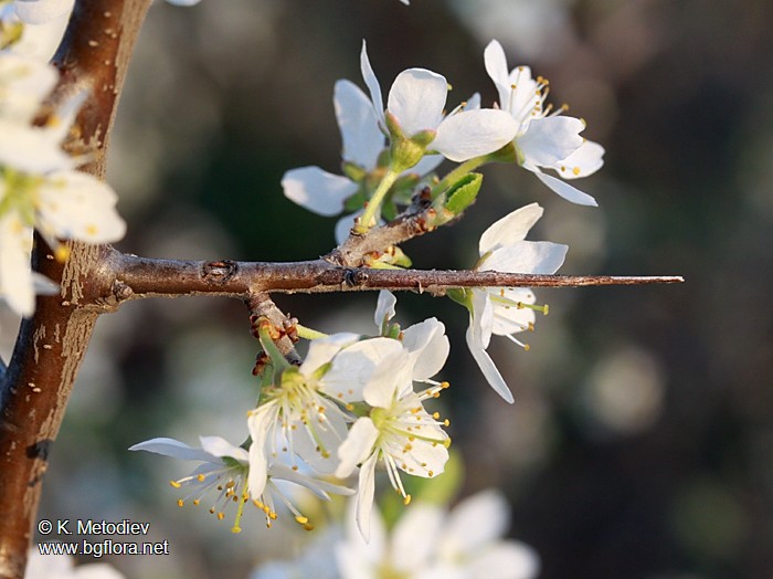 Prunus spinosa