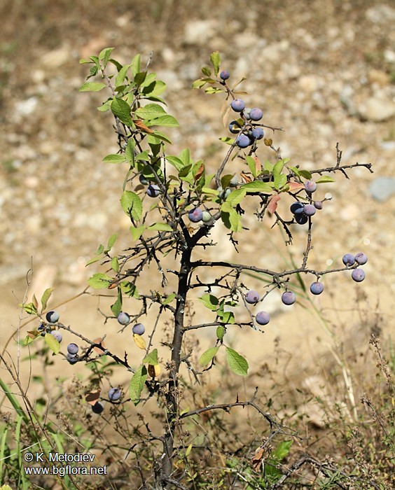 Prunus spinosa