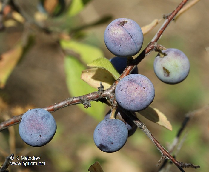 Prunus spinosa