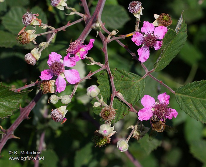 Rubus sanctus