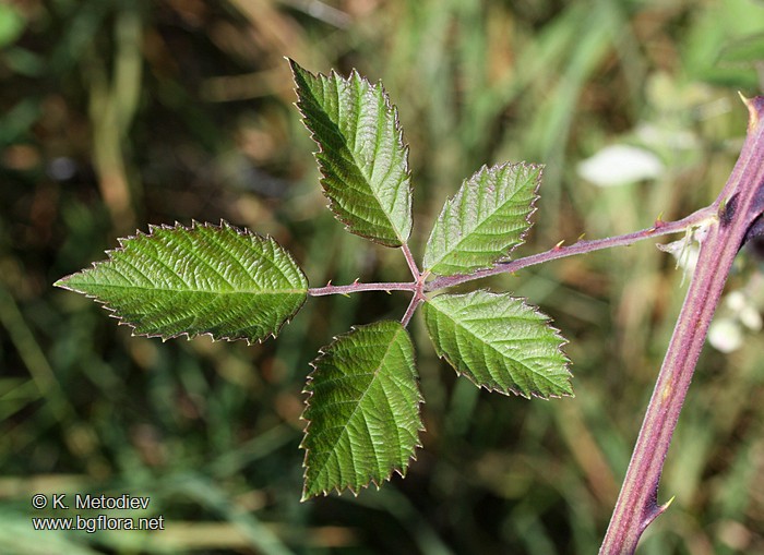 Rubus sanctus
