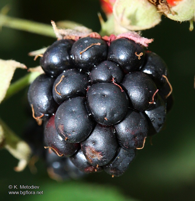 Rubus sanctus