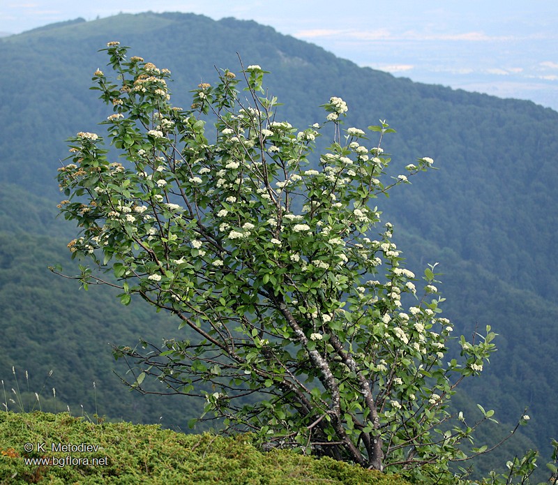 Sorbus aria
