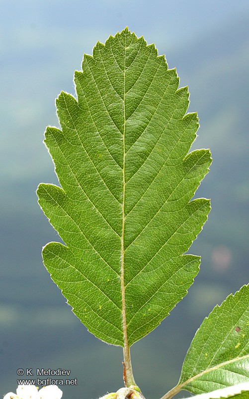 Sorbus aria