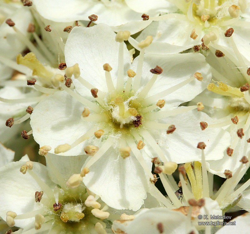Sorbus aria