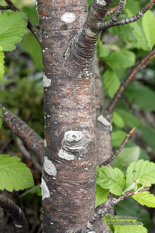 Sorbus aria