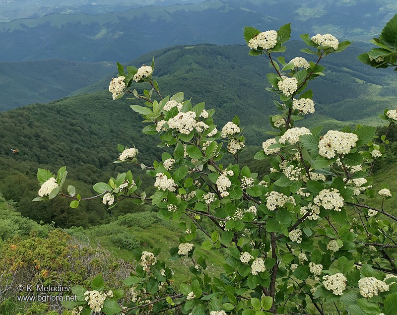 Sorbus aria