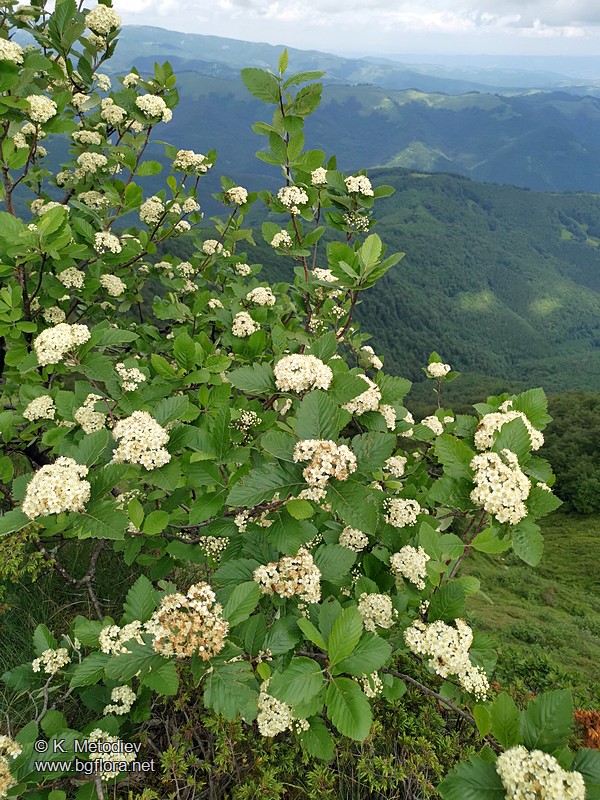 Sorbus aria