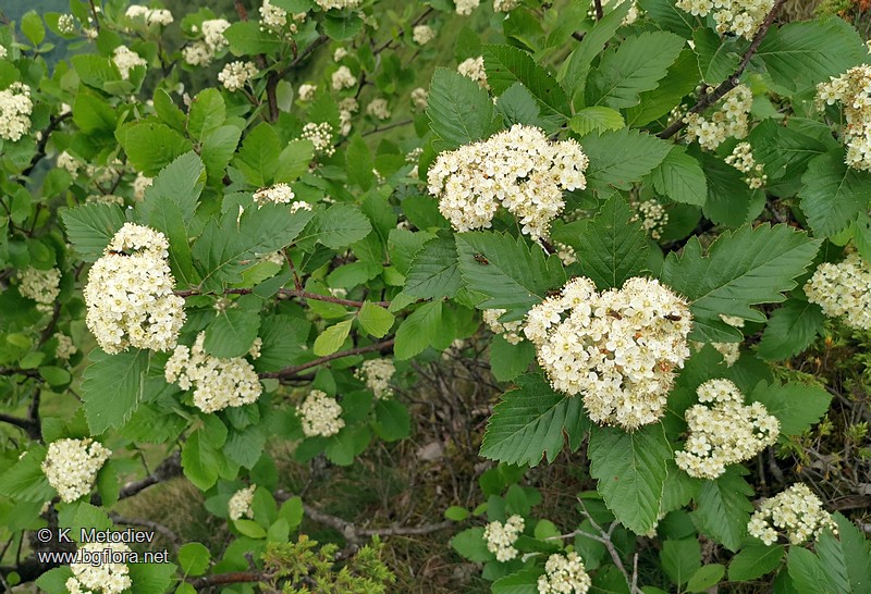 Sorbus aria