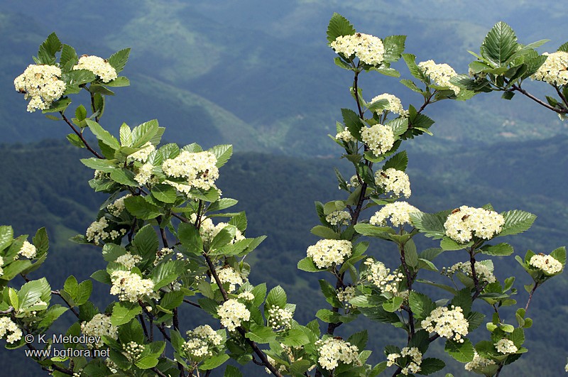 Sorbus aria