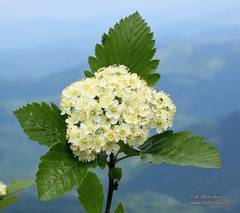 Sorbus aria