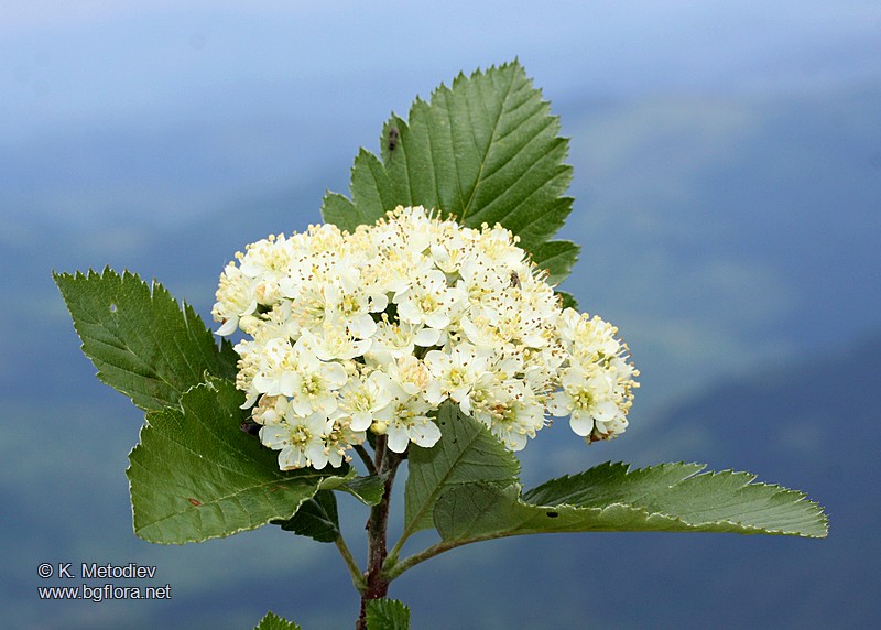 Sorbus aria