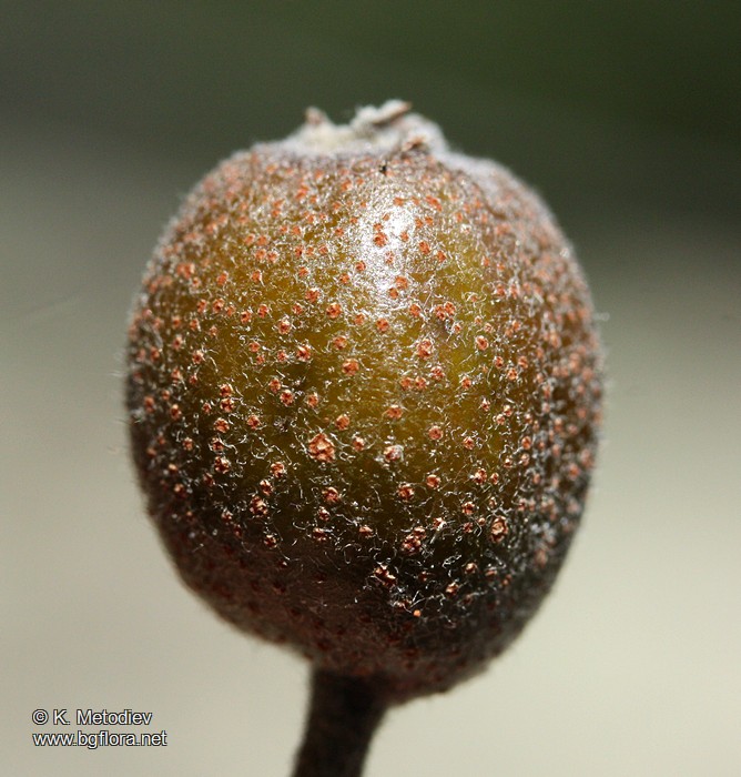 Sorbus torminalis