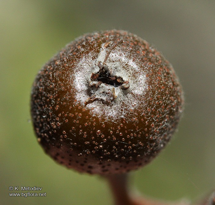 Sorbus torminalis