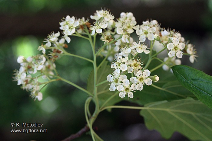 Sorbus torminalis