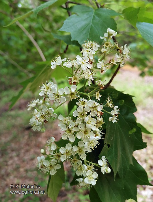 Sorbus torminalis