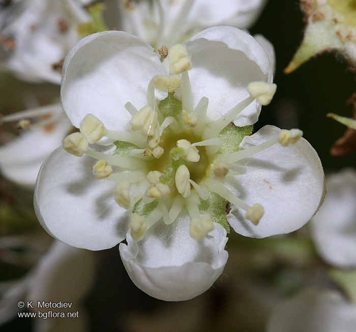 Sorbus torminalis