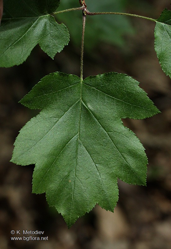 Sorbus torminalis