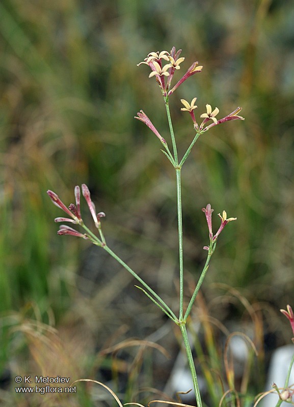 Asperula aristata