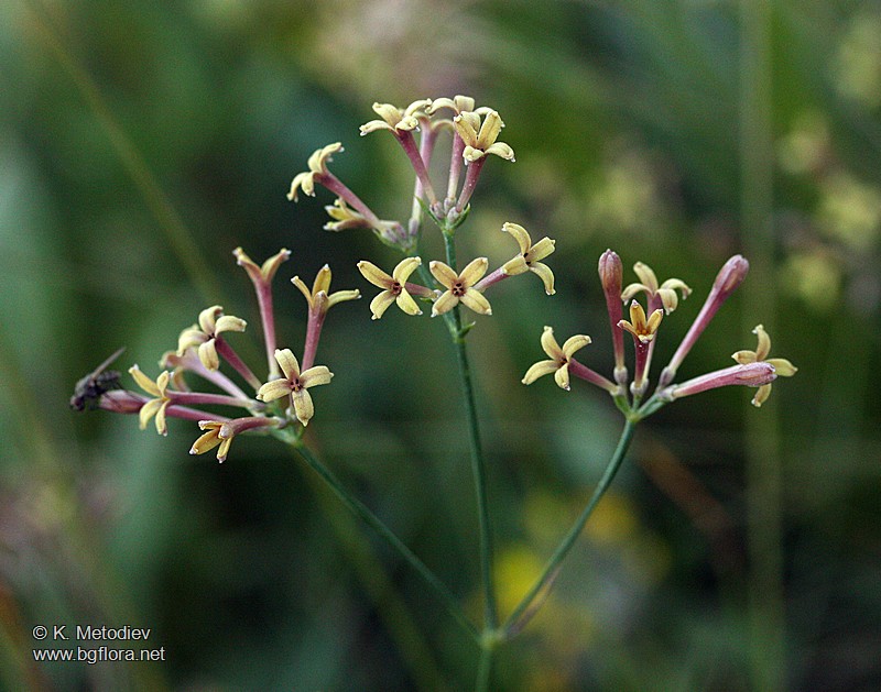 Asperula aristata