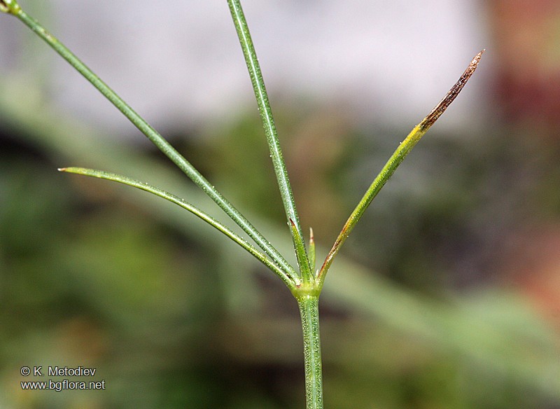 Asperula aristata